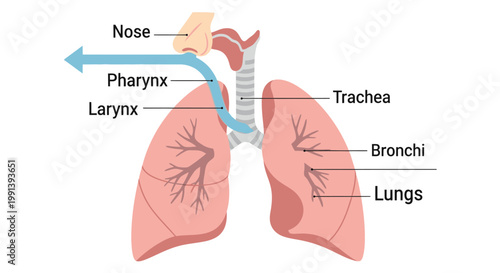 Human Respiratory System Anatomy Diagram with Lungs and Airways.