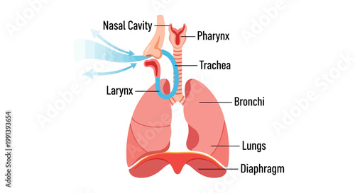 Human Respiratory System Anatomy Diagram with Labeled Parts.