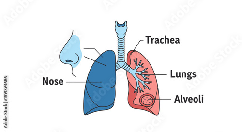 Human Respiratory System Anatomy Diagram with Lungs Trachea Nose Alveoli.