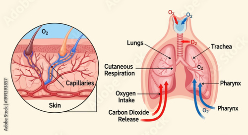 Human Respiratory System and Cutaneous Respiration Diagram.