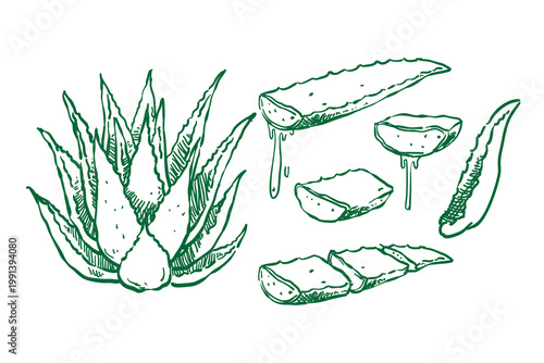 Illustration of aloe vera in hand drawn line sketch doodle set. Vector aloe plant with sliced leaves natural, organic, and botanical feel, design isolated on white background