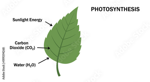 Photosynthesis process diagram with leaf showing sunlight carbon dioxide water.