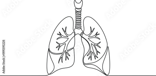 Human Lungs Anatomy Line Drawing