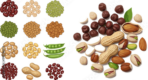 Mixed Nuts Seeds and Legumes Collection Set with Walnut Cashew Pistachio Peanut Coconut Pea Corn Quinoa for Food Design
