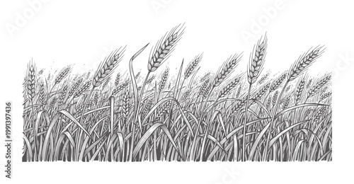 Black and white of a dense wheat field with stalks swaying grain agriculture harvest