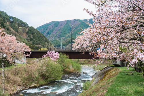 島々谷川の清流と満開の桜並木