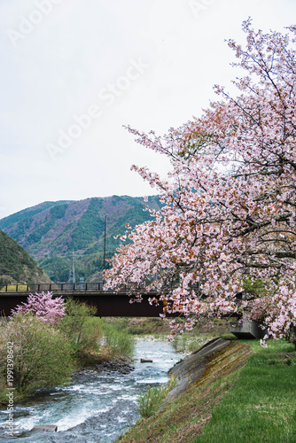 島々谷川の清流と満開の桜並木