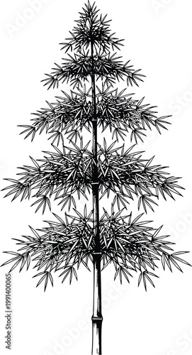 Detailed Hand-Drawn Bamboo Tree Illustration in Engraved Style for Nature-Inspired Graphic Designs, Botanical Art, and Zen-Themed Prints