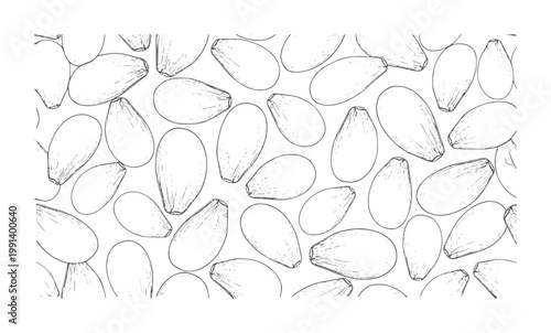 Hand Drawn Pattern of Pine Nuts Scattered Across White seed food ingredient