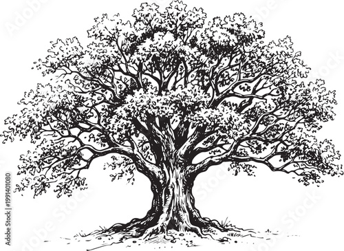 Hand drawn oak tree illustration in vintage engraved style isolated on white background