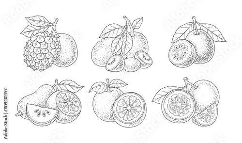 Six hand drawn fruit including pineapple pear and citrus slices orange