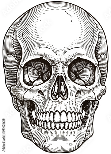 Detailed illustration of a human skull with a toothy grin