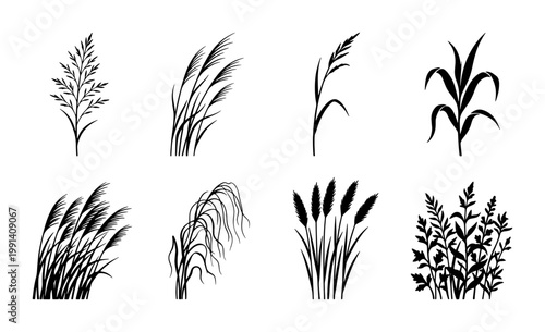Slika na platnu Black grass silhouettes set, 8 botanical reed and pampas grass vector icons, min