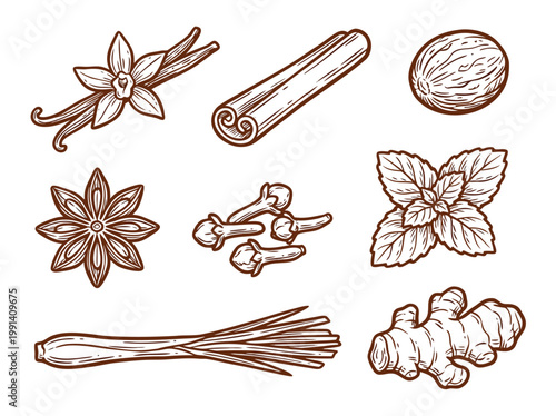 Assortment of aromatic culinary spices and herbs vector illustration.