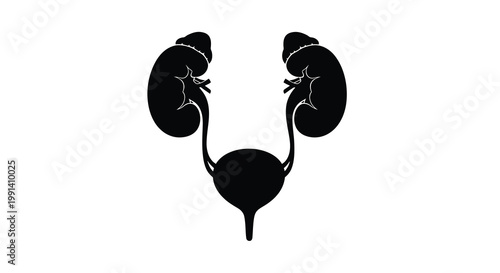 Anatomical illustration of human kidneys ureters and bladder in black