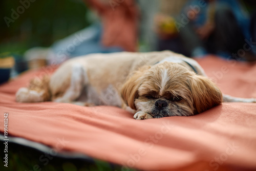 Photography Cute dog relaxing on blanket in nature.