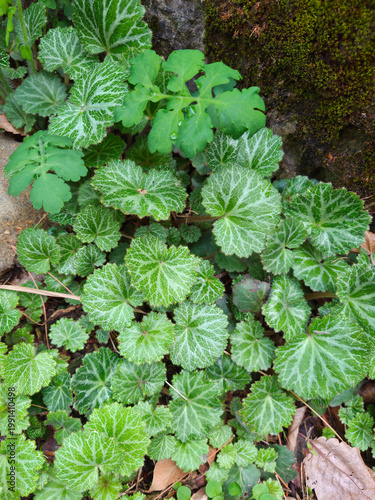 This is a patterned Saxifraga stolonifera leaf.