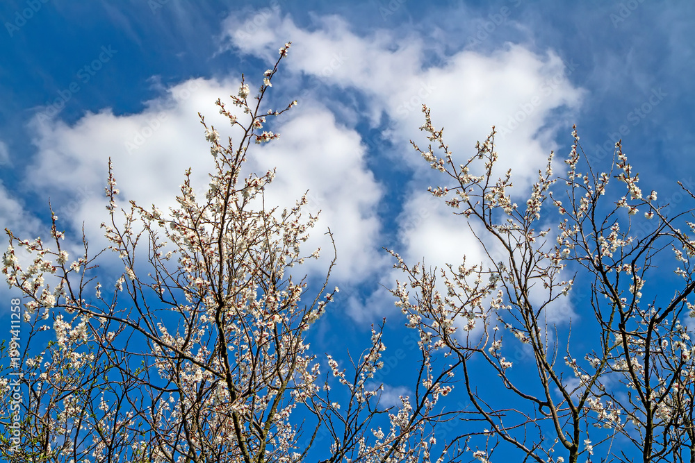 Fototapeta premium Branches of blossoming fruit trees against a blue sky with clouds. Spring bloom in the garden.