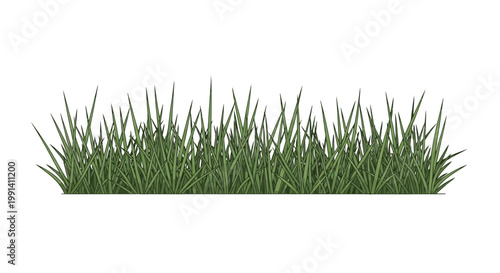 Green grass blades isolated on white.