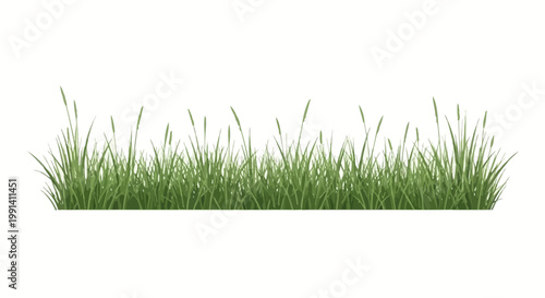 Green grass with purple flowers.