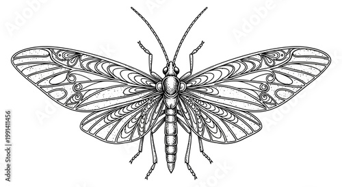 Detailed illustration of a moth with intricate wing patterns and body features