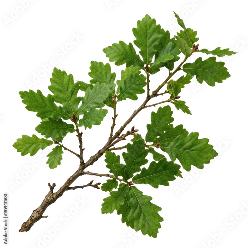 Wallpaper Mural Isolated oak tree branch with green leaves, natural element, forest flora, woodland detail, organic shape, isolated on white background Torontodigital.ca