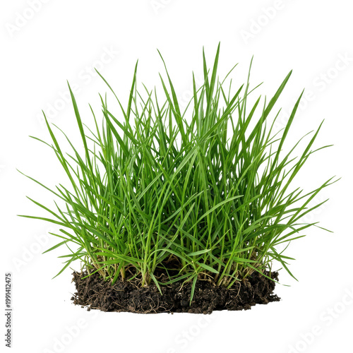 Wallpaper Mural Isolated clump of green grass with soil and roots, fresh and natural, perfect for environmental and garden themes Torontodigital.ca