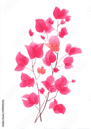 Vibrant Pink Bougainvillea Watercolor Floral Branch Minimal Botanical Illustration
