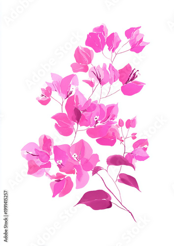 Pink Bougainvillea Watercolor Illustration Soft Floral Branch Isolated on White Background