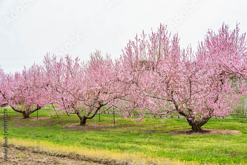 満開の桃の花と春の草原