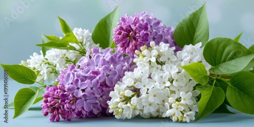 Lilac flowers creating spring bouquet with purple and white blooms