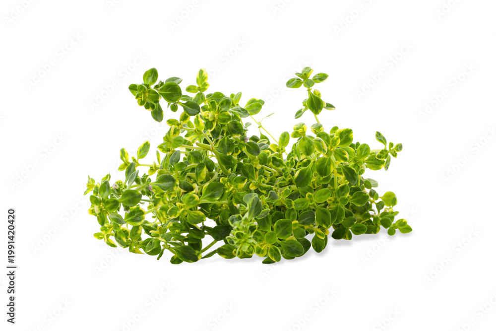 Obraz premium Green bunch of thyme ready for use in cooking, PNG