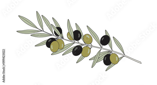 Olive branch with green and black olives.