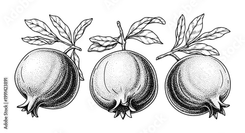 Pomegranate fruit engraving set with detailed leaves and textured shading for vintage botanical labels and packaging
