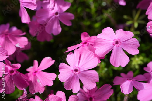 Plakat シバザクラ