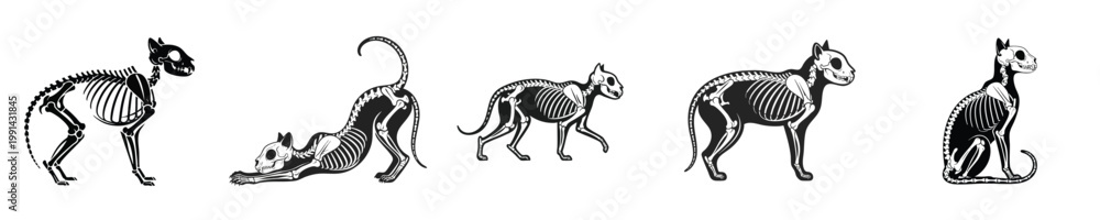 Fototapeta premium Cat Anatomy Skeleton Set Feline Bone Structure Poses Vintage Engraving Style Black White Vector Illustration Collection Detailed Design