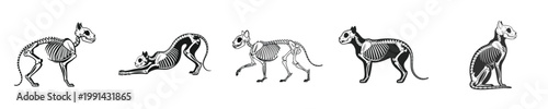 Animal Skeleton Cat Anatomy Set Black White Vintage Style Vector Illustration Detailed Bone Structure Collection Isolated Design