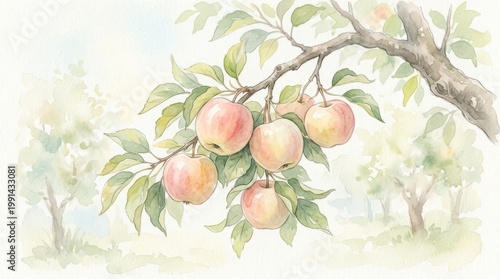 Delicate watercolor illustration of ripe apples hanging from a sun-dappled tree branch in an orchard.