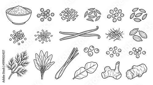 Hand drawn spice and herb vector set with rice, seeds, leaves, roots and seasonings in black outline style, perfect for cooking guides, organic food branding and recipe design.