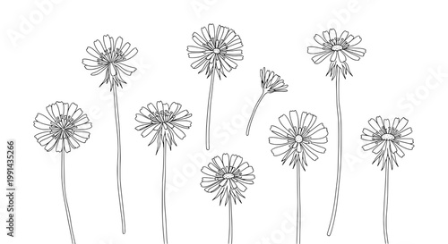 Flower line doodle set with thin stems and outlined petals for minimalist botanical decor and greeting cards