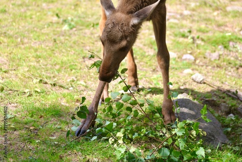 A young moose feeding on green leaves on the forest ground. The image captures natural animal behavior and wildlife in a calm outdoor environment.