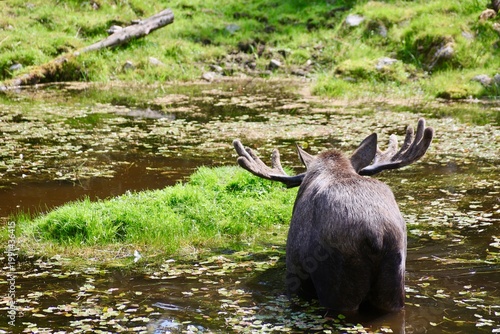 A moose standing in shallow water surrounded by green vegetation in a forest environment. The image shows natural wildlife behavior and habitat, with the animal partially submerged in a calm wetland. 