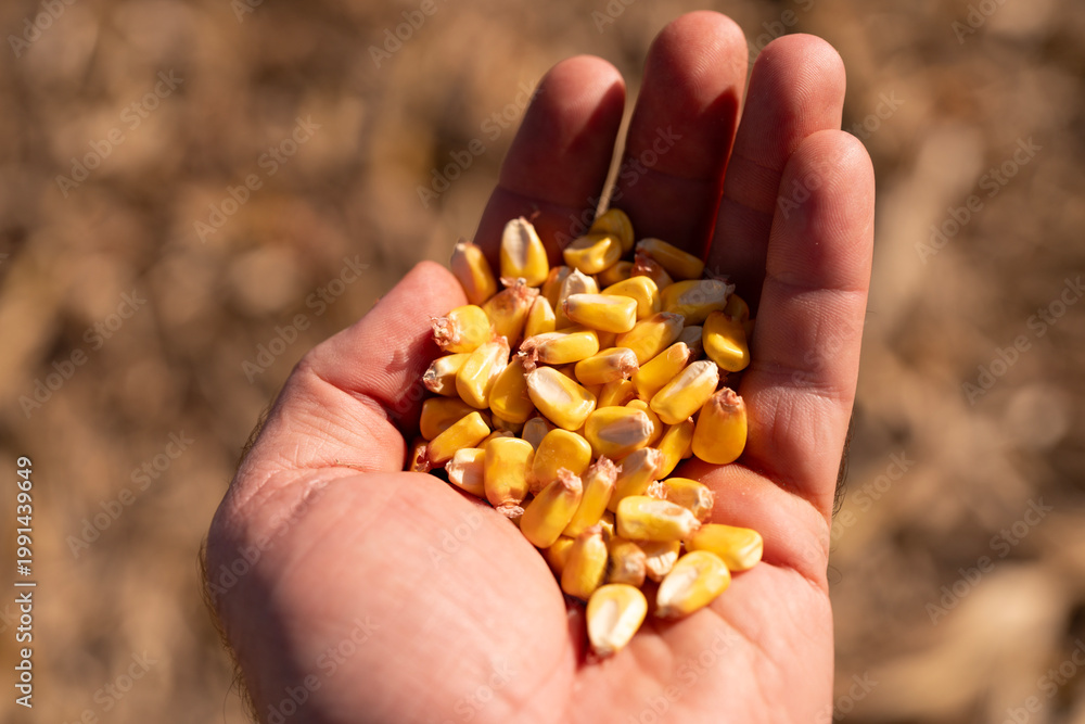 Naklejka premium Corn in hand with fresh harvest detail. Maize kernels showing agriculture production. Closeup of grain with organic natural look. Farming concept with crop yield and texture.