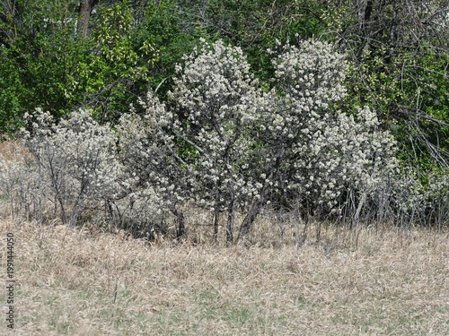 Canvas Print Blooming American Plum (Prunus americana) Shrubs in Spring Prairie Landscape, Co