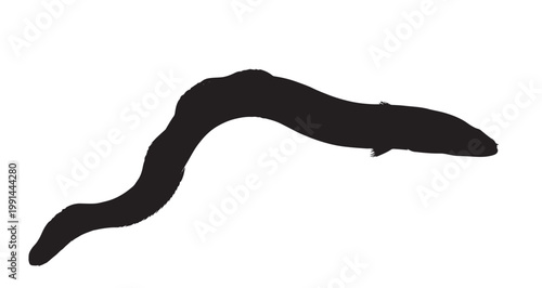 Wave Back Eel Silhouette Silhouette vector illustration of an eel gracefully undulating its long, serpentine body in a fluid, dynamic motion against a stark white background