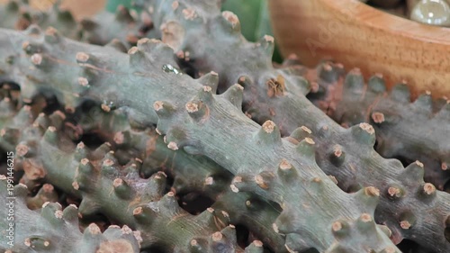 Heart leaved moonseed, Tinospora cordifolia. Thai herb.