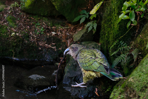 Kea (Nestor notabilis) interacting with a stick beside a forest stream, demonstrating playful and intelligent behaviour