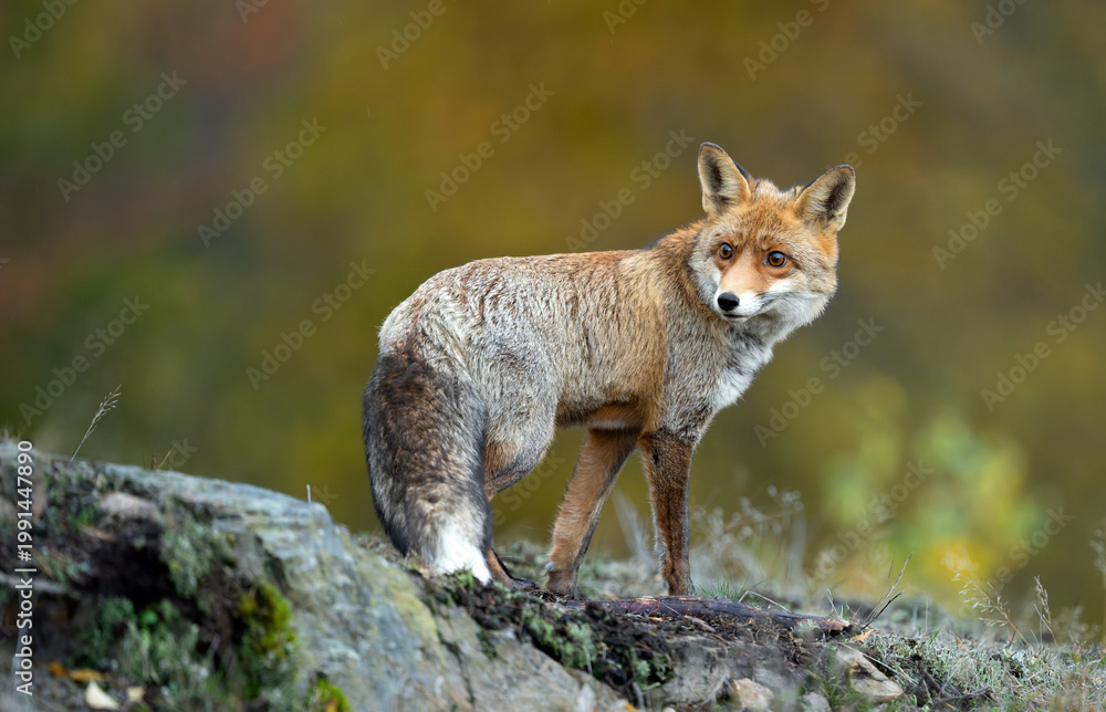 Fototapeta premium Red Fox ( Vulpes vulpes ) close up
