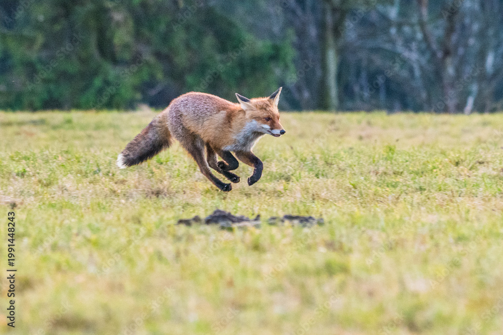 Fototapeta premium Cute Red Fox, Vulpes vulpes in fall forest. Beautiful animal in the nature habitat. Wildlife scene from the wild nature. Red fox running in orange autumn leaves
