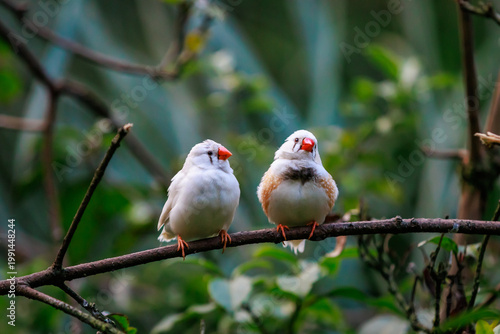 Pair of zebra finches (Taeniopygia guttata) perched on branch, natural behaviour